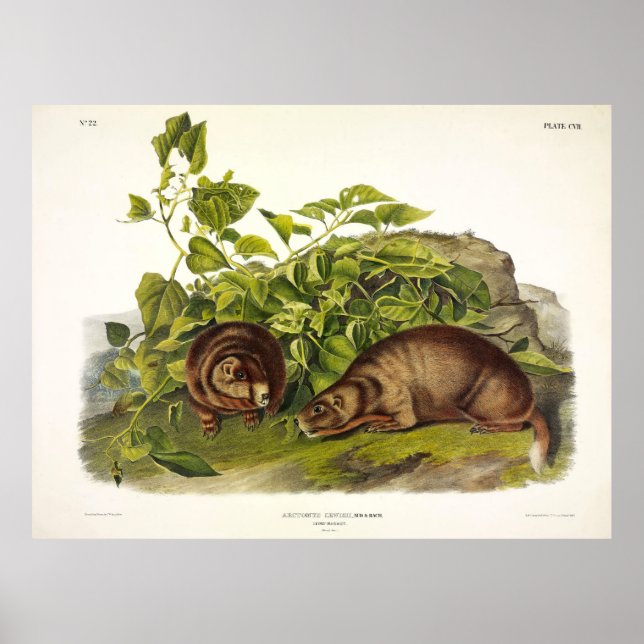 Lewis'Marmot, Gult-bellied Marmot av Audubon Poster (Framsidan)