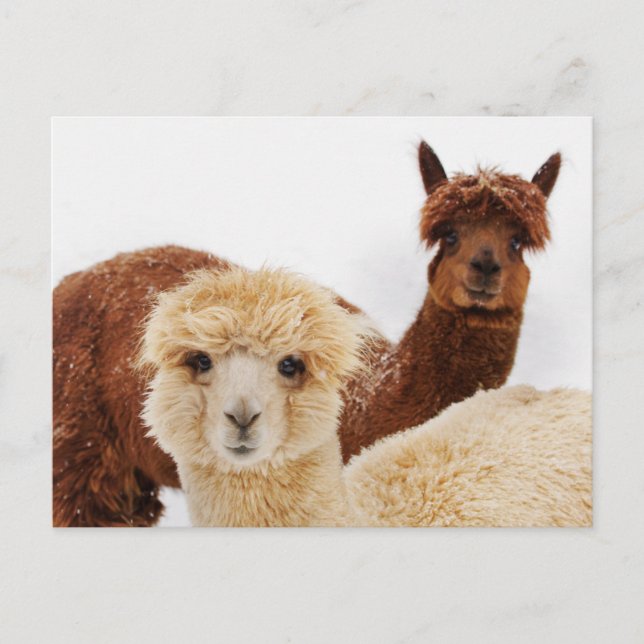 Lhamas Vykort (Framsida)