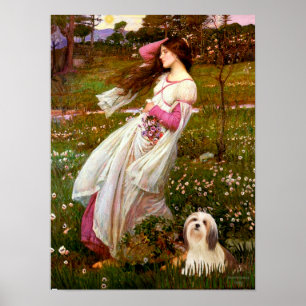 Lhasa Apso 4 - Blindblommor Poster