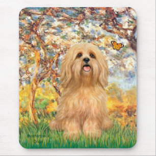 Lhasa Apso 9 - Vår Musmatta