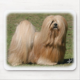 Lhasa Apso 9Y394D-079 Musmatta