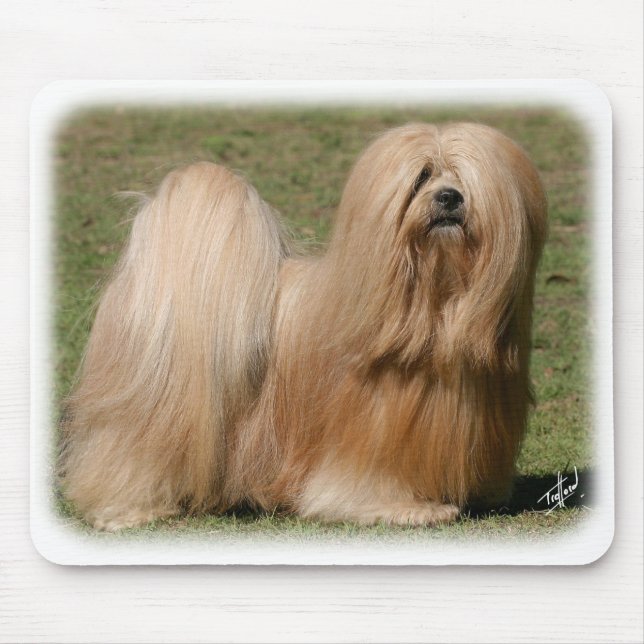 Lhasa Apso 9Y394D-079 Musmatta (Framsidan)