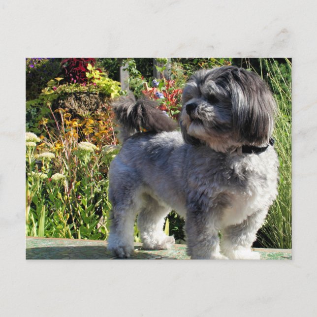 Lhasa Apso Bailey 1 Vykort (Framsida)