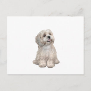 Lhasa Apso (C) - Light guld Vykort