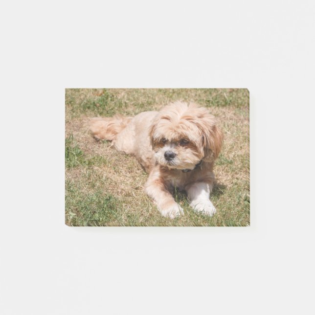 Lhasa Apso dog Post-it Block (Framsida)