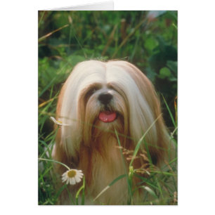Lhasa Apso Hälsningskort