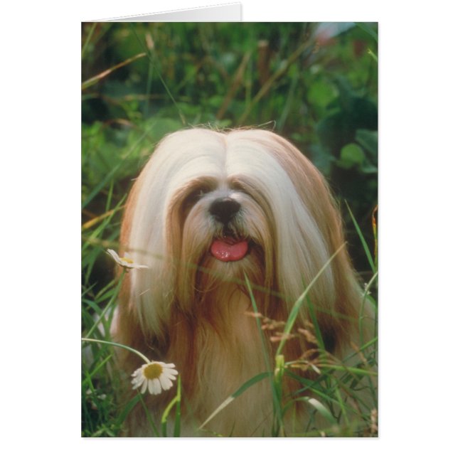 Lhasa Apso Hälsningskort (Framsidan)