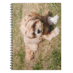 Lhasa Apso hund Anteckningsbok