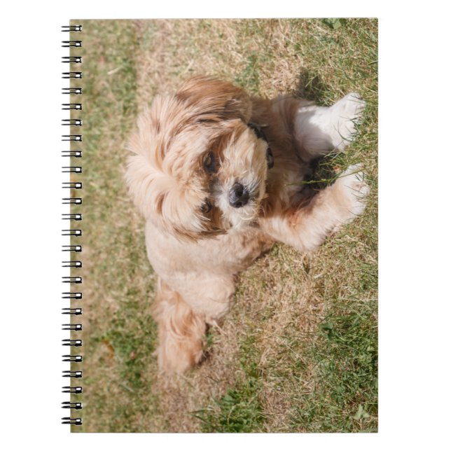 Lhasa Apso hund Anteckningsbok (Framsidan)