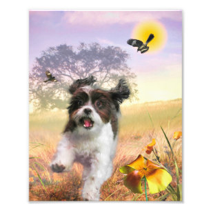 Lhasa Apso Hund HIGH SVAN HOME Fototryck
