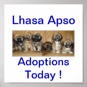 Lhasa Apso-Hund i dag - tecken Poster