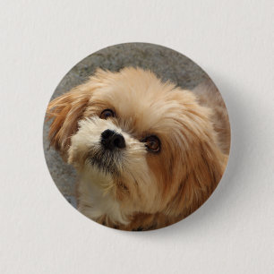 Lhasa Apso hund i trädgården Knapp