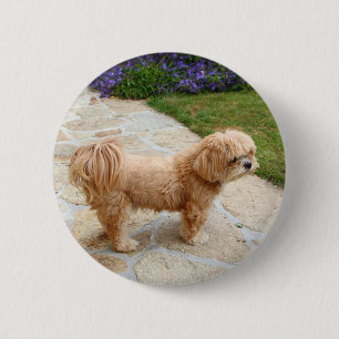 Lhasa Apso hund i trädgården Knapp