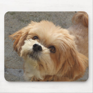 Lhasa Apso hund i trädgården Musmatta