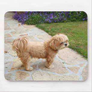Lhasa Apso hund i trädgården Musmatta