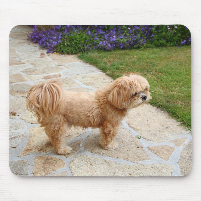 Lhasa Apso hund i trädgården Musmatta (Framsidan)