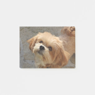 Lhasa Apso hund i trädgården Post-it Block