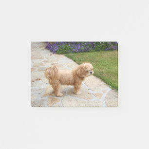 Lhasa Apso hund i trädgården Post-it Block