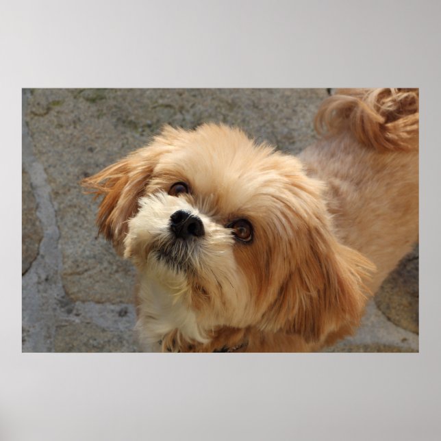 Lhasa Apso hund i trädgården Poster (Framsidan)