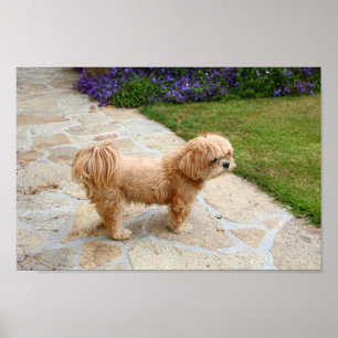 Lhasa Apso hund i trädgården Poster