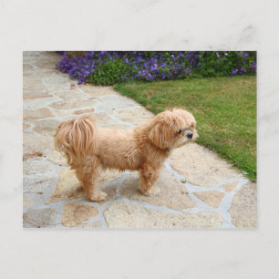 Lhasa Apso hund i trädgården Vykort