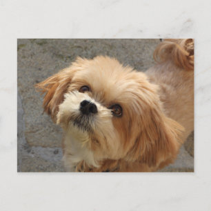 Lhasa Apso hund i trädgården Vykort