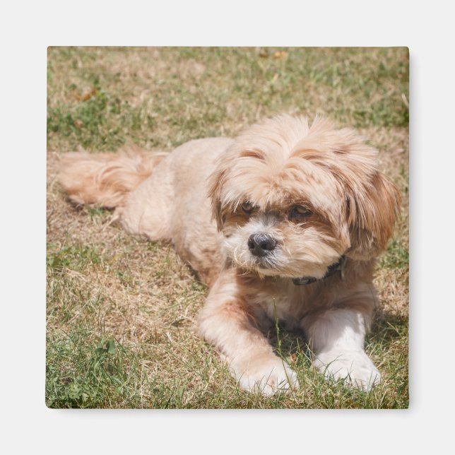 Lhasa Apso hund Magnet (Framsidan)