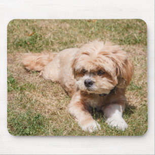 Lhasa Apso hund Musmatta
