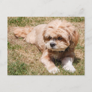 Lhasa Apso hund Vykort