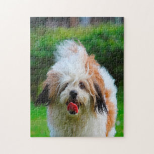 Lhasa Apso hundras. Pussel