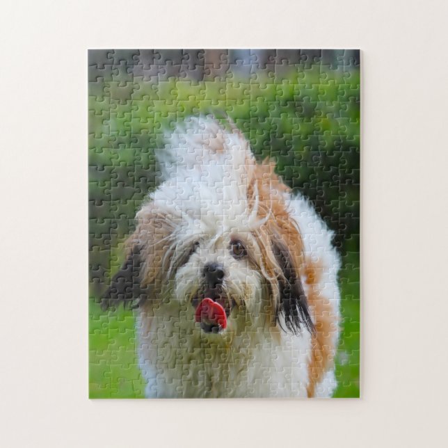 Lhasa Apso hundras. Pussel (Vertikal)