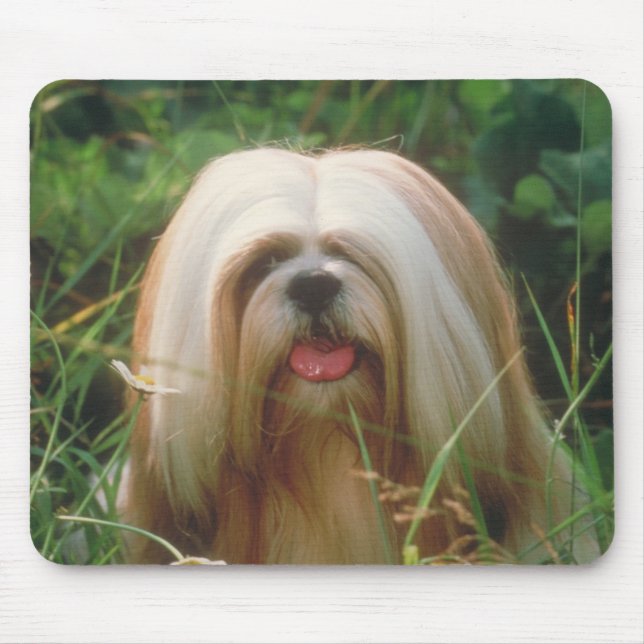 Lhasa Apso Musmatta (Framsidan)