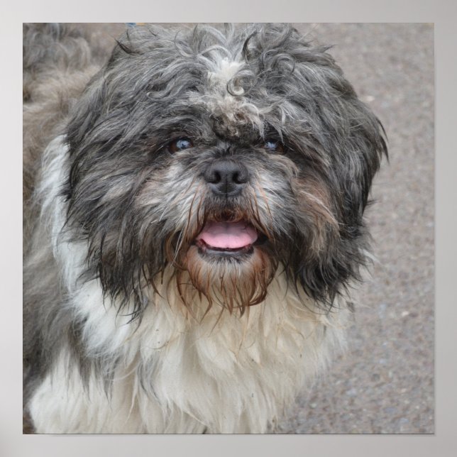 Lhasa Apso Poster (Framsidan)