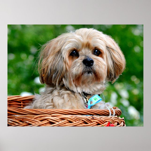Lhasa Apso Puppy Hund i Basket Poster (Framsidan)