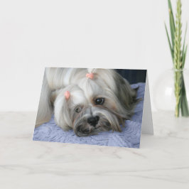Lhasa Apso saknar ditt kort