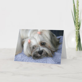 Lhasa Apso saknar ditt kort