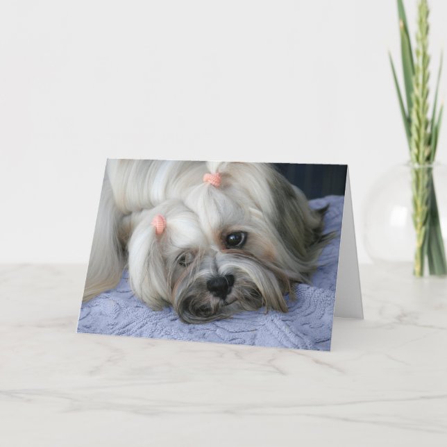 Lhasa Apso saknar ditt kort (Framsida)