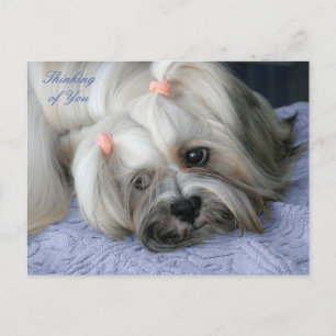 Lhasa Apso-tåligt Lejont "Bark-Hund"-vykort Vykort