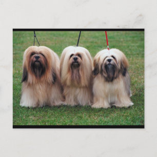 Lhasa Apso Trio Vykort