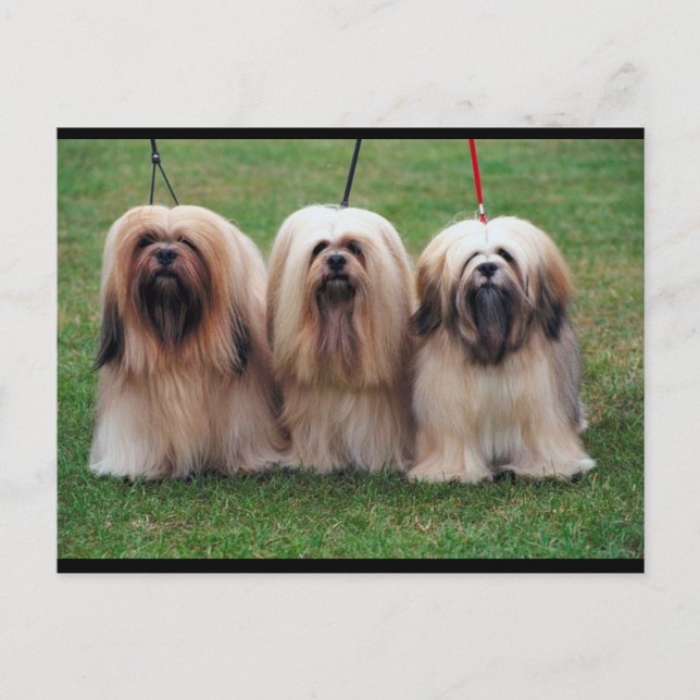 Lhasa Apso Trio Vykort (Framsida)