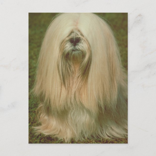 Lhasa Apso Vykort (Framsida)