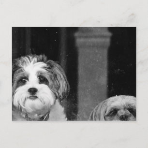 Lhaso Apso x Yorkie och Pudel x Shitzu Vykort