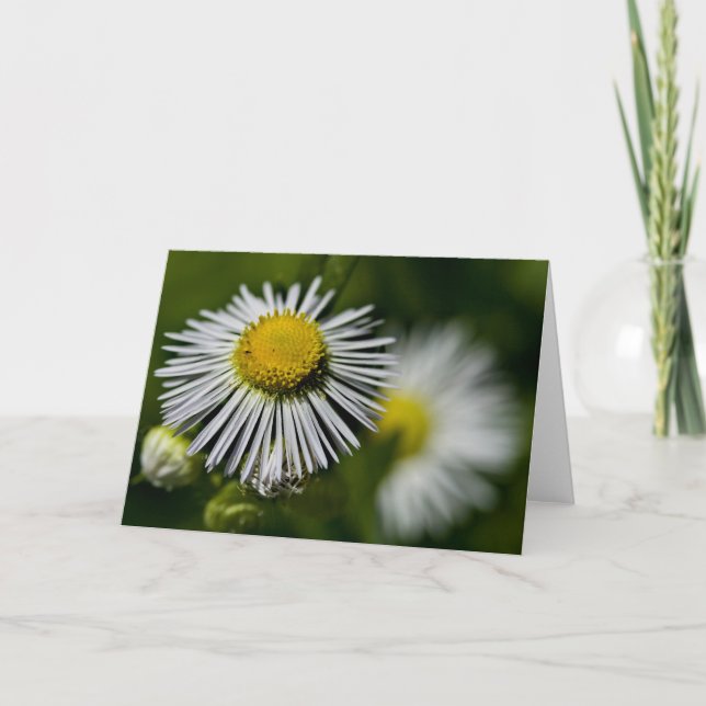Li-Daisyns kort (Framsida)