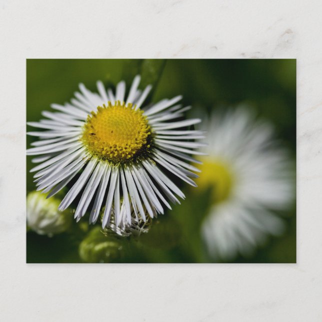Li-Daisyns vykort (Framsida)