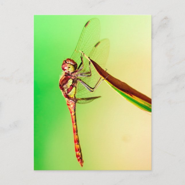 Libelle Vykort (Framsida)