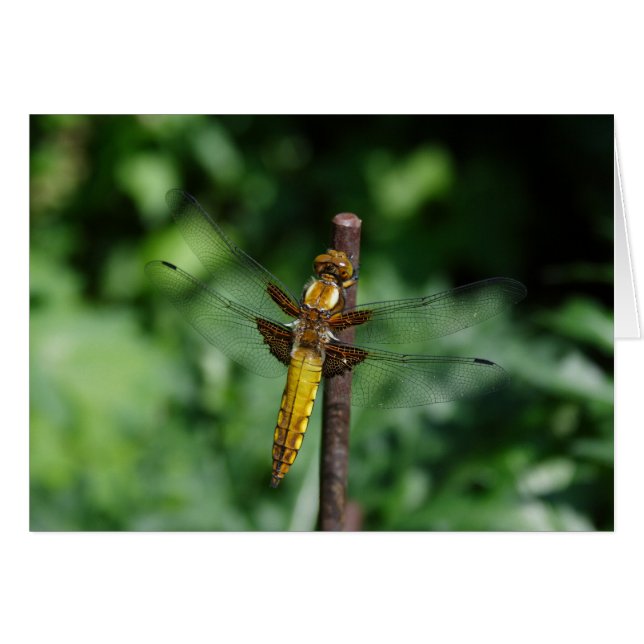 Libellula depressa hälsningskort (Framsidan Horizontal)