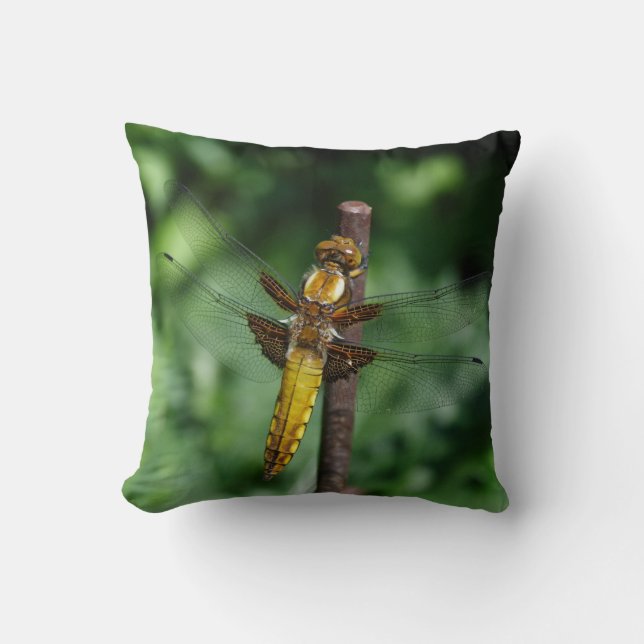 Libellula depressa kudde (Framsida)