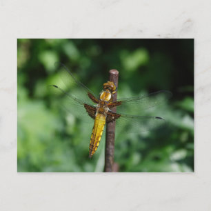 Libellula depressa vykort