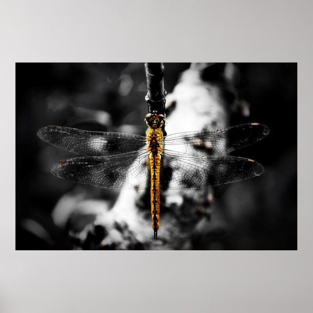 Libellulidae Dragonfly Poster (Framsidan)