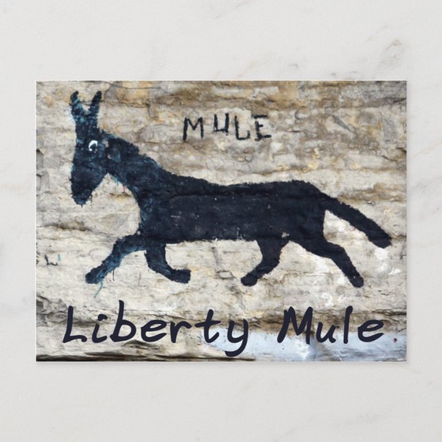 Liberty Mule - Liberty, TN Vykort (Framsida)